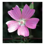 PATCHOULI & MUSK Fragrance Oil for making Candles, Soaps, Wax Melts etc.