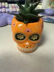 Sugar Skull Succulent