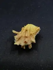 Bright yellow cardita crassicosta sea shell 43mm. Full frilled clam #12049