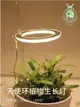 植物燈 多肉燈 光譜燈 植物光譜燈 全led燈 仿太陽燈 上色 室內 家用 燈管 usb 食蟲 多肉 補光燈