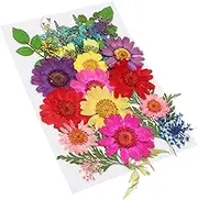 TEHAUX 16pcs Dried Flower Embossing DIY Kit Pressed Plant Material for Craft Wedding Decor