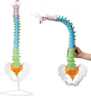 SKUMOD Life Size Colored Spine Anatomy Model, 34" Flexible Colored Anatomical Human Spine Model with Vertebrae, Nerves, Arteries, Lumbar and Pelvis, Medical Spine Model with Brackets and Instructions
