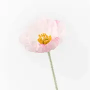 Artificial Poppy Iceland Flower Stem - Light Pink