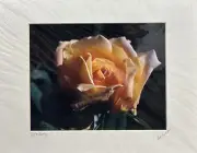 Professional Photograph Of Peach Rose By Pamela Dodson
