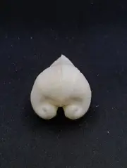 Meiocardia moltkiana ox heart Sea shell. 37mm Beach home coastal decor. #12869