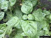 Buy Patchouli Malayan Plants - Pogostemon patchouli