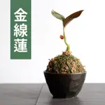 已售出【黑日京植物】金線蓮植物球含盆 室內植物 辦公室植物 球根植物