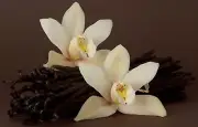 Vanilla Floral Fragrance Concentrate, 1 lb (500 ml) bottle. Flat rate shipping