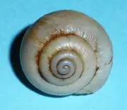 Sinumelon fodinalis - CAMAENIDAE - Australian Land Snail Shell - 16mm F #2171
