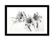 Amaryllis Floral Art Framed Print