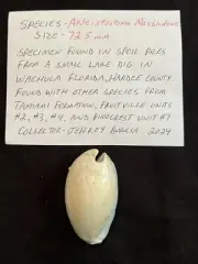 EXTINCT Fossilized COWRIE Shell ( Akleistostoma Macbrideae ) From Central Fl.