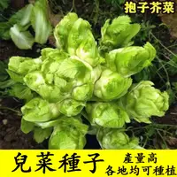 在飛比找蝦皮購物優惠-四季播種 兒菜種子  寶寶菜娃娃菜 兒菜 抱子芥菜 榨菜種子