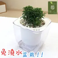 在飛比找蝦皮商城優惠-【小品文化】達摩七里香【現貨】4吋透明懶人盆栽 加水更方便 