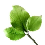 Green Leave Spray Sugar flower wedding birthday cake decoration topper