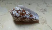 Textile Conus Shell nice Pattern Nature massive shell red sea Specimen 67mm