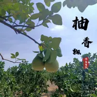 在飛比找蝦皮購物優惠-📢自產自銷-中秋佳節文旦禮盒🍐..斗六文旦鎮北-標爸爸文旦📢