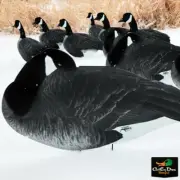 REAL WHITE ROCK FLOCKED HEAD SLEEPER CANADA GOOSE SILHOUETTE DECOYS DOZEN GEESE
