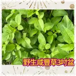 《野生》無農藥、無除草劑、寵物食草、咸豐草、恰查某、大花咸豐草 3吋盆