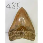 巨齒鯊牙 O.MEGALODON 4.85英吋