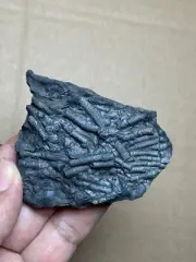 54g beautiful Triassic Natural crinoid specimen Geologic rock