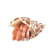 Folkmanis Hermit Crab Hand Puppet Kids/Children Soft Plush 33x23cm Toy 3y+