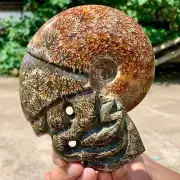 2LB Rare! Natural Tentacle Ammonite FossilSpecimen Shell Healing Madagascar