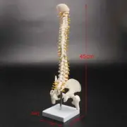 Human Spine Bone Skeleton Model 45cm Sitting Posture Model For Medical Training