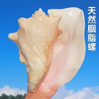 在飛比找蝦皮購物優惠-♪水族裝飾 | 天然海螺 大貝殼 胭脂螺大海螺貝殼女王鳳凰螺