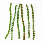 Model Grass Model Miniature Scenery Model Grass Shrub Strips Static Grass