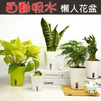 在飛比找松果購物優惠-【JLS】M號 12.5cm 可視水位 懶人花盆 自動澆水吸