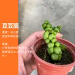 豆豆龍 多肉植物 多肉 植物 IG 網紅 觀葉植物 網紅植物 室內植物 空氣淨化 陽台植物 高級植物