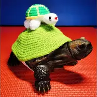 在飛比找蝦皮商城精選優惠-烏龜衣服 寵物用品 烏龜卡通衣服 烏龜用品 烏龜保暖冬眠 可