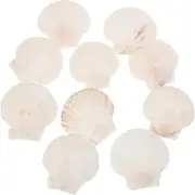 FOYTOKI Natural DIY Craft Shells 10pcs White Scallop Shells Wall Decor Ocean Craft Decor