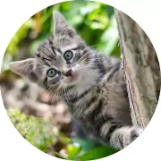 CAT KITTEN Photo Charm Black Leather Chain Cord Rope Silver Bracelet Women Men