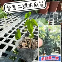 在飛比找蝦皮購物優惠-田尾玫瑰園 l 台農二號木瓜、木瓜苗【3吋黑軟盆 高度約12