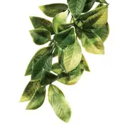 Exo Terra Forest Plant Mandarin