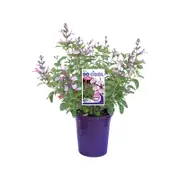 140mm Salvia So Cool Pink - Salvia