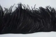 36" OSTRICH FEATHER FRINGE - BLACK 3-6" Craft/Trim/Halloween/Costume/Fashion