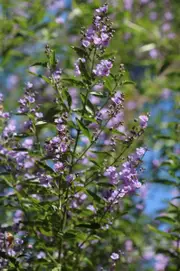 Buy Singleton Mint Bush Herb Plants (Prostanthera cineolifera)