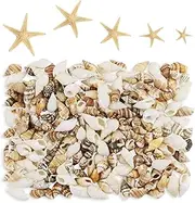 Yexpress 186 pcs Sea Shells Mixed Ocean Beach Seashells Various Sizes Natural Seashells Starfish for Fish Tank Home Decorations Beach Theme Party Candle Making Wedding Decor DIY Crafts Fish Tan