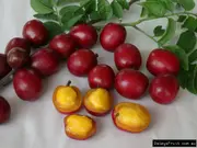Buy Red Mombin Fruit Tree - Spondias purpurea