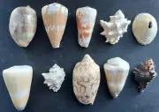 #B18 Mix of 10 colorful all different approx. 35-59mm Sea snail shells