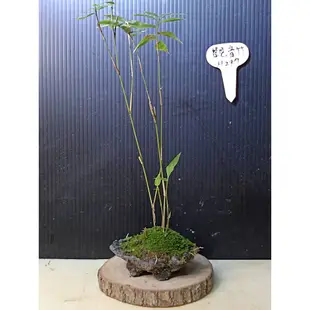 樂山    觀音竹  H297  小型盆栽