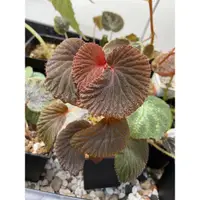 在飛比找蝦皮購物優惠-秋海棠 begonia lambii 2寸盆 2500限