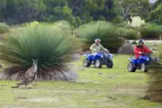 Sunset Quad Bike Kangaroo Safari - Kangaroo Island