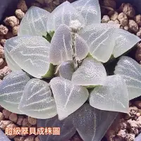 在飛比找蝦皮購物優惠-多肉植物🌵進口百合科 玉露 玉扇 萬象 壽 無根 微根 有根