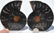 3068 RARE 1in100 BLACK Ammonite PAIR Deep Crystals 110myo FOSSIL LRG 100mm 3.9"
