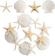 Gvhntk 12PCS Starfish Scallop Shells for Crafts 3.5"-4.7" Large Seashells Bulk Mixed Star Fish Shells Decorations for Wedding Decor DIY Crafting Craft Making Fish Tank Home Decorations