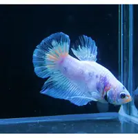 在飛比找iOPEN Mall優惠-【成崧水族】彩虹蝶翼展示級鬥魚 彩虹蝶大理石展示級鬥魚 彩虹