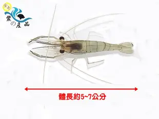 『金奇-鱉の產品』泰國蝦【蝦苗】5~7公分  50隻  宅配死一賠一